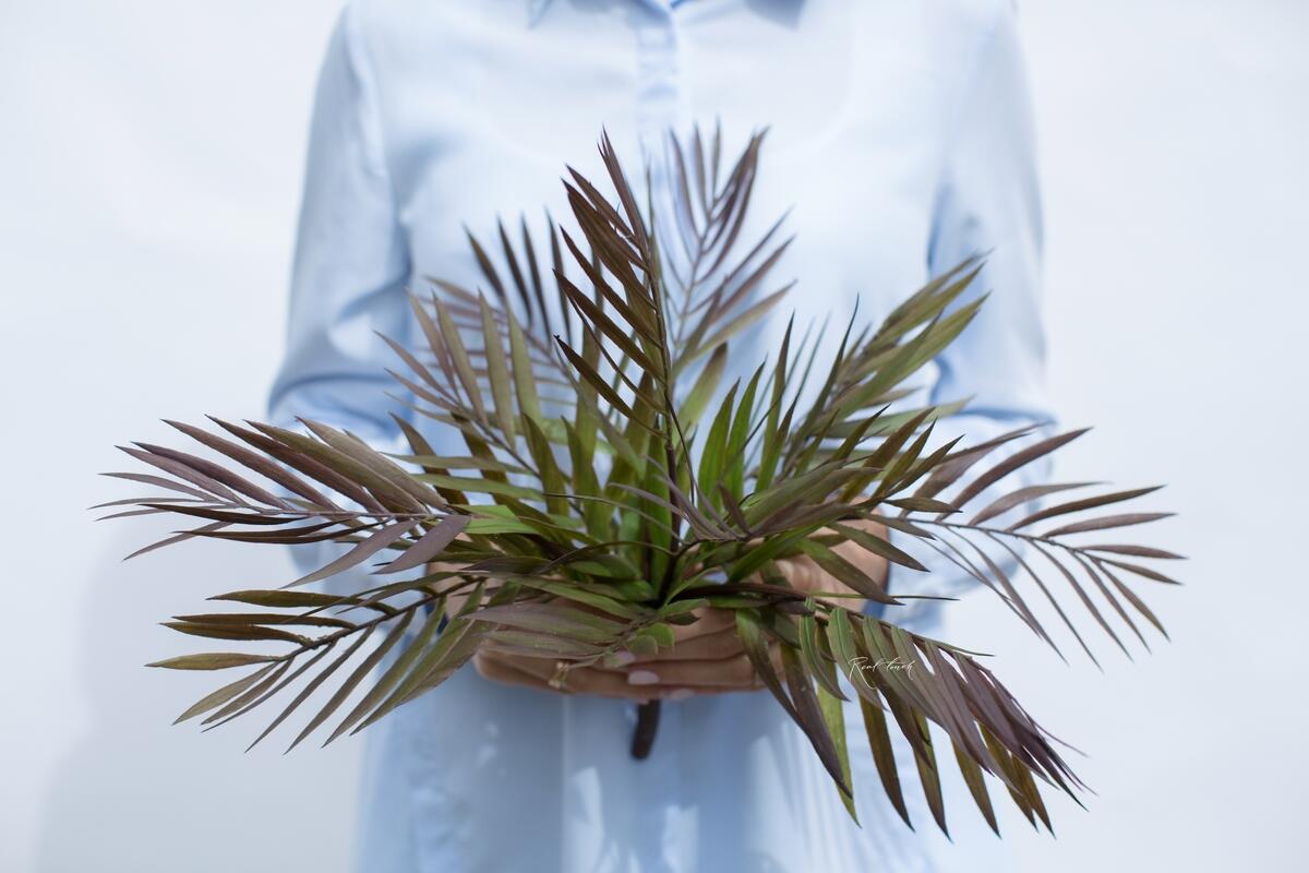 Купить зелено-фиолетовую бамбуковую пальму в Москве