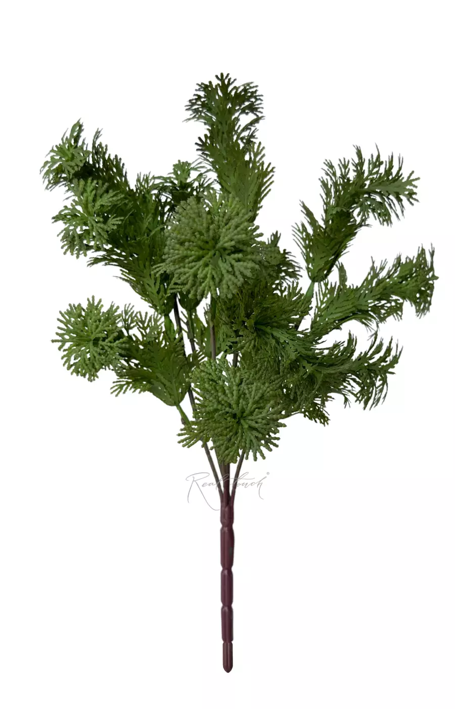 Селагинелла Апода - Темно-зеленый