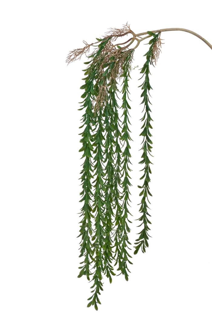 Зелень ампельная с листьями-чешуйками - Зеленый