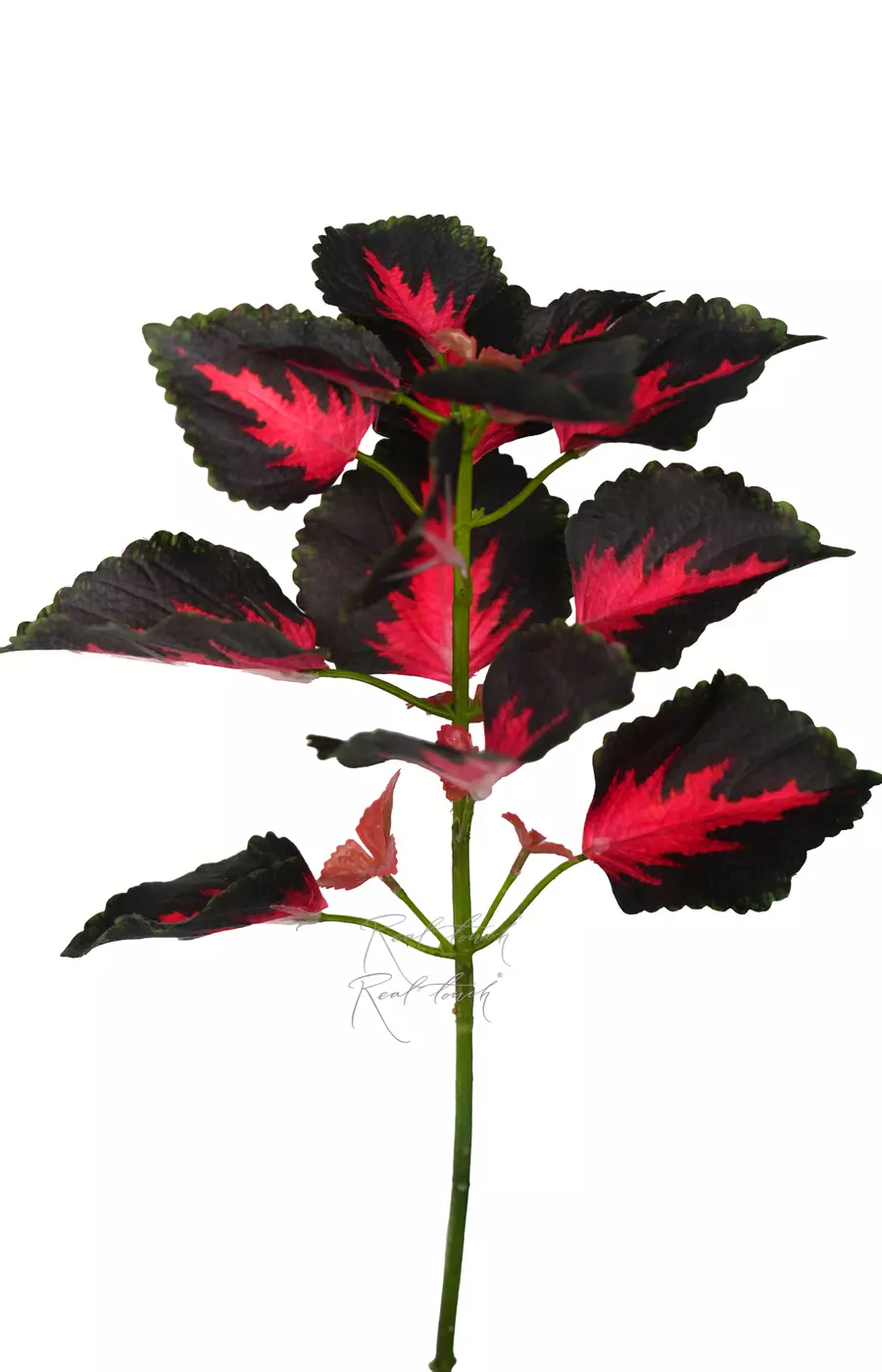 Колеус веточка 50см - Темно-зеленый с красным