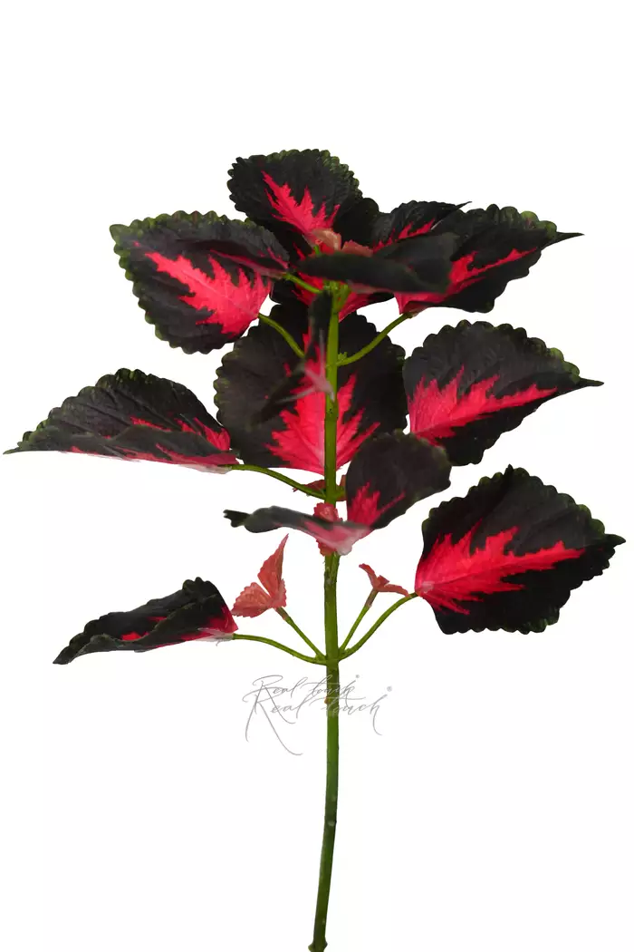 Колеус веточка 50см - Темно-зеленый с красным