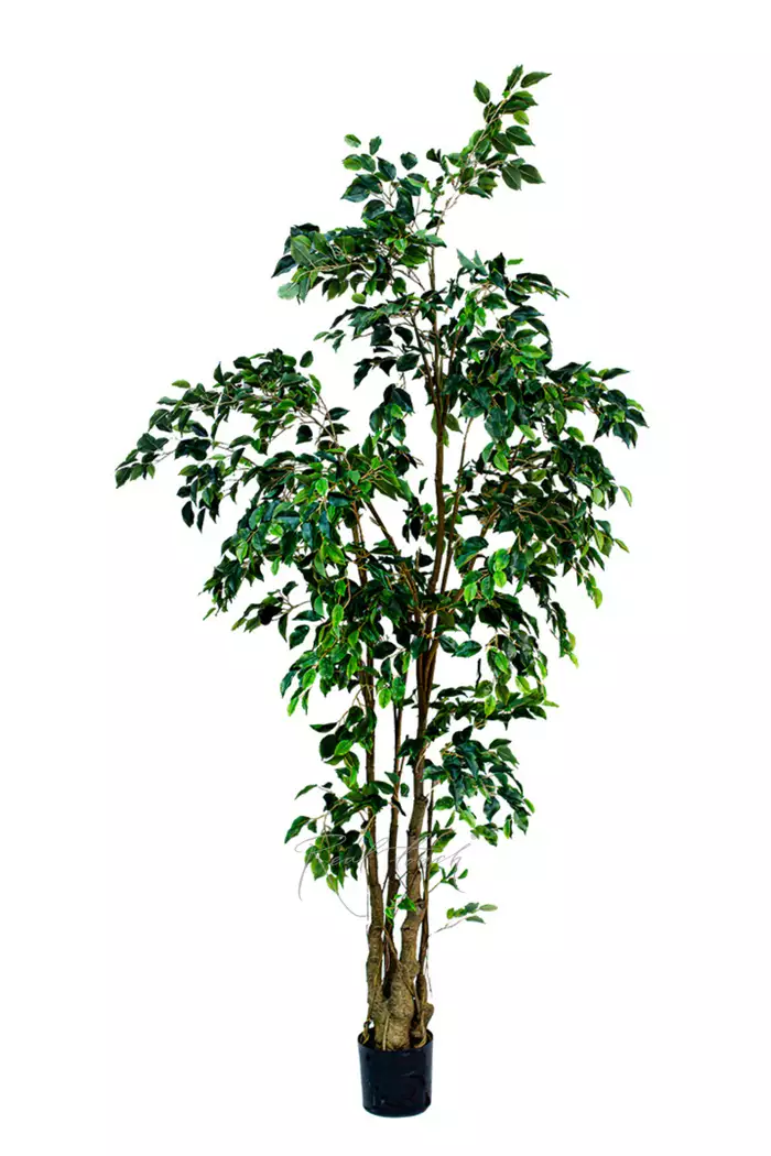 Фикус Бенджамина 240см - Зеленый