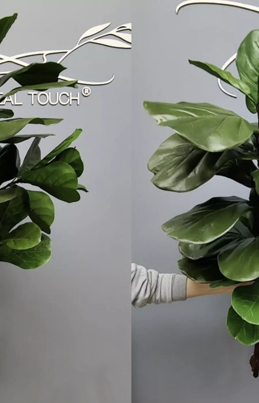 Фикус Лирата без кашпо 140см - Зеленый