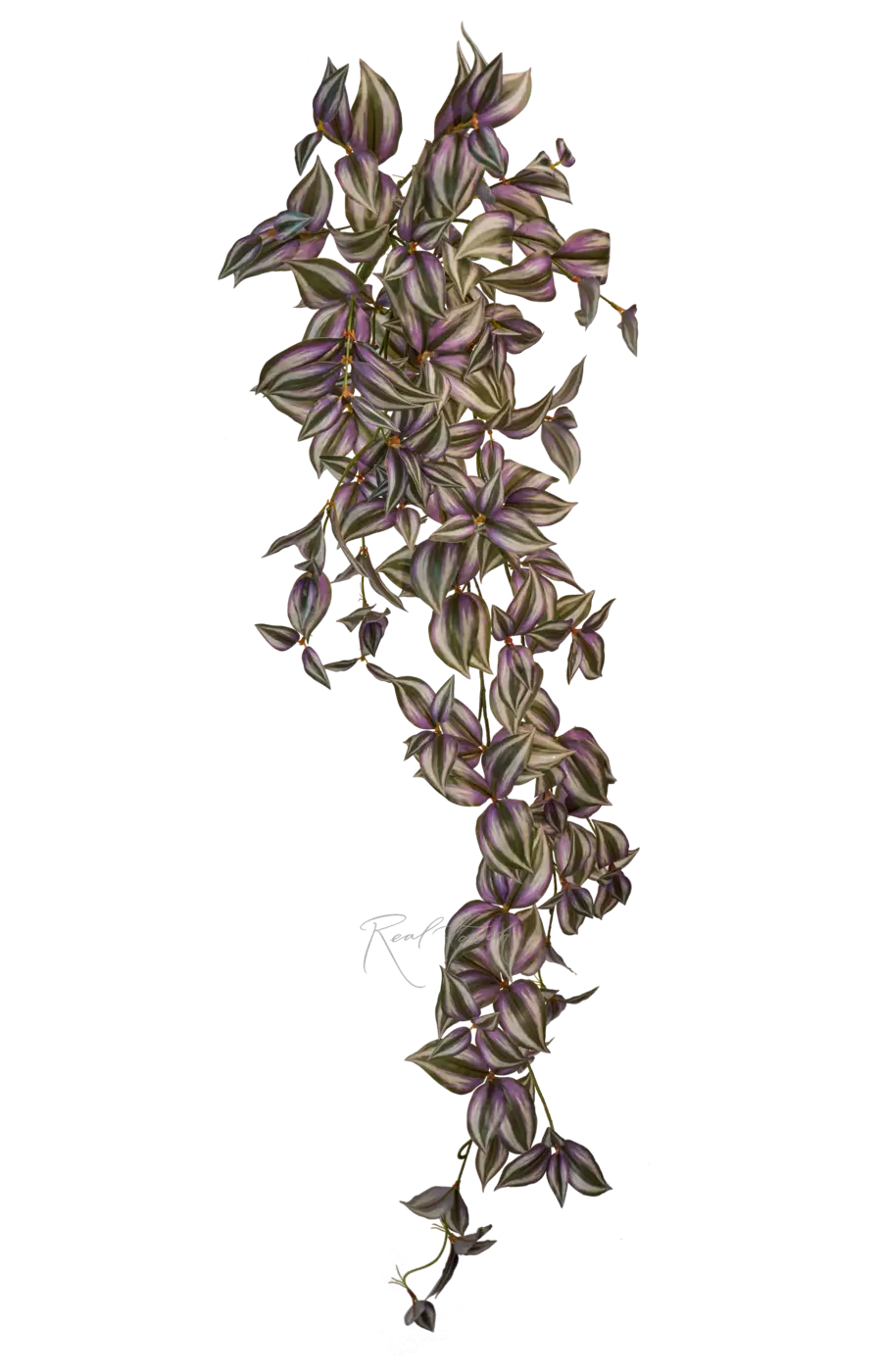 Куст зебрины удлиненный - Зелено-фиолетовый