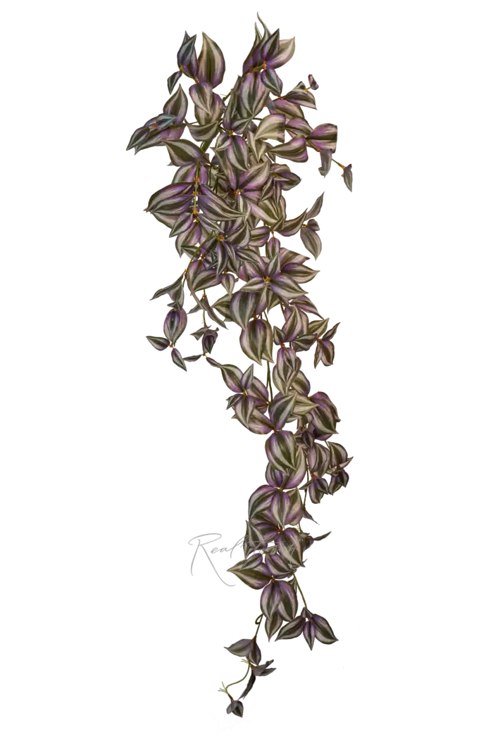 Куст зебрины удлиненный - Зелено-фиолетовый