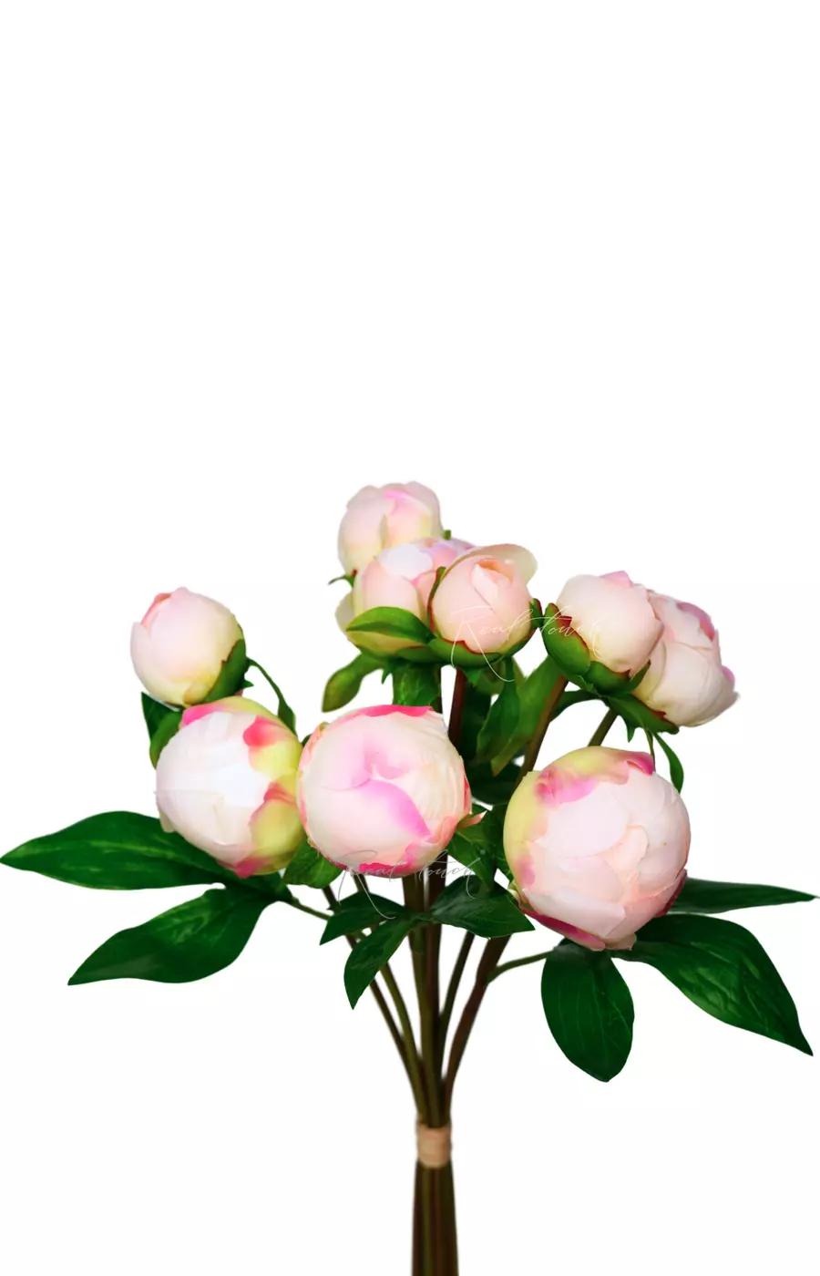 Букет закрытых пионов (9 бутонов)  - Бело-розовый