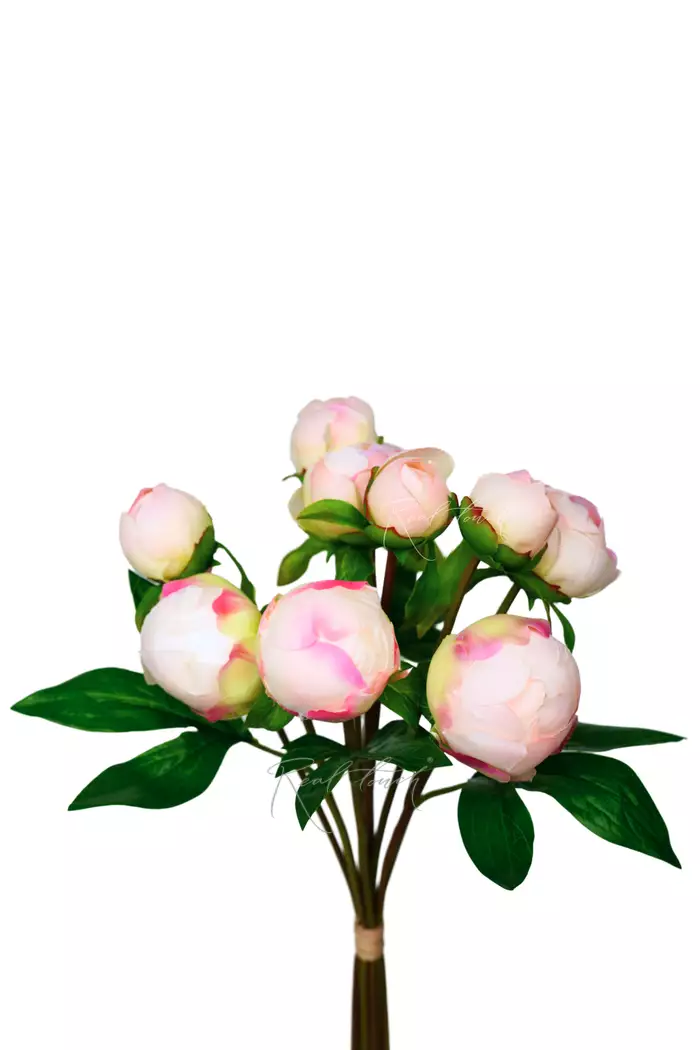 Букет закрытых пионов (9 бутонов)  - Бело-розовый