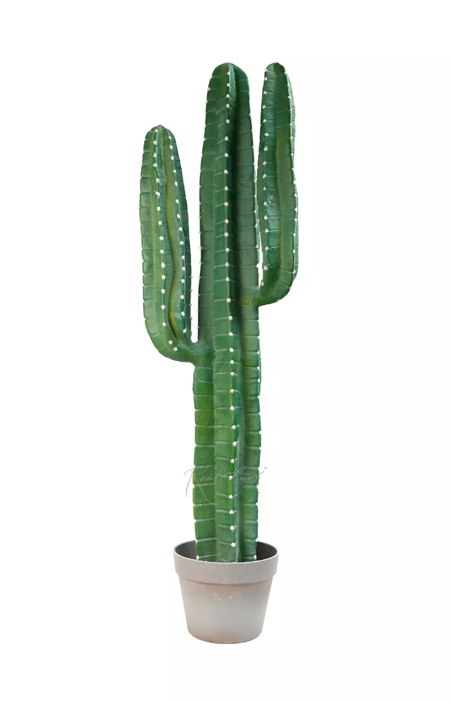 Кактус Цереус средний 98см (с белыми иголками) - Зеленый