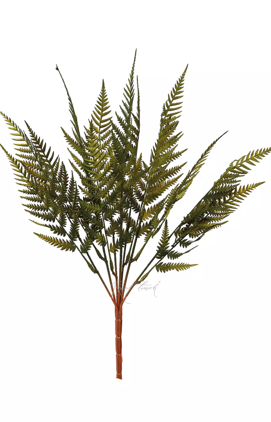 Кочедыжник женский Lady in red - Темно-зеленый