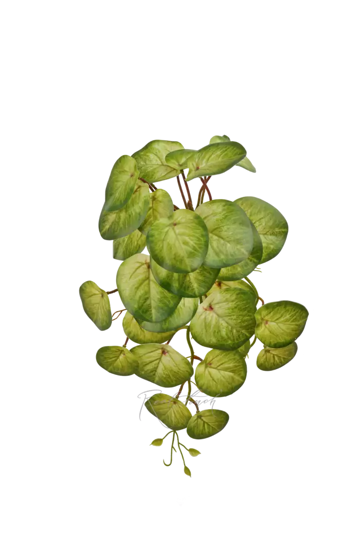 Куст Пеперомии ампельный - Светло-зеленый