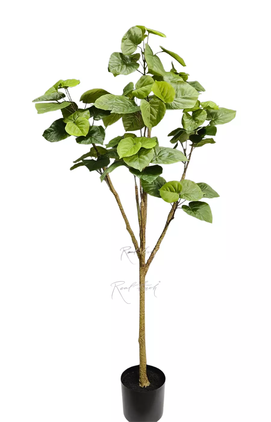 Липа сердцевидная в кашпо 150см - Зеленый