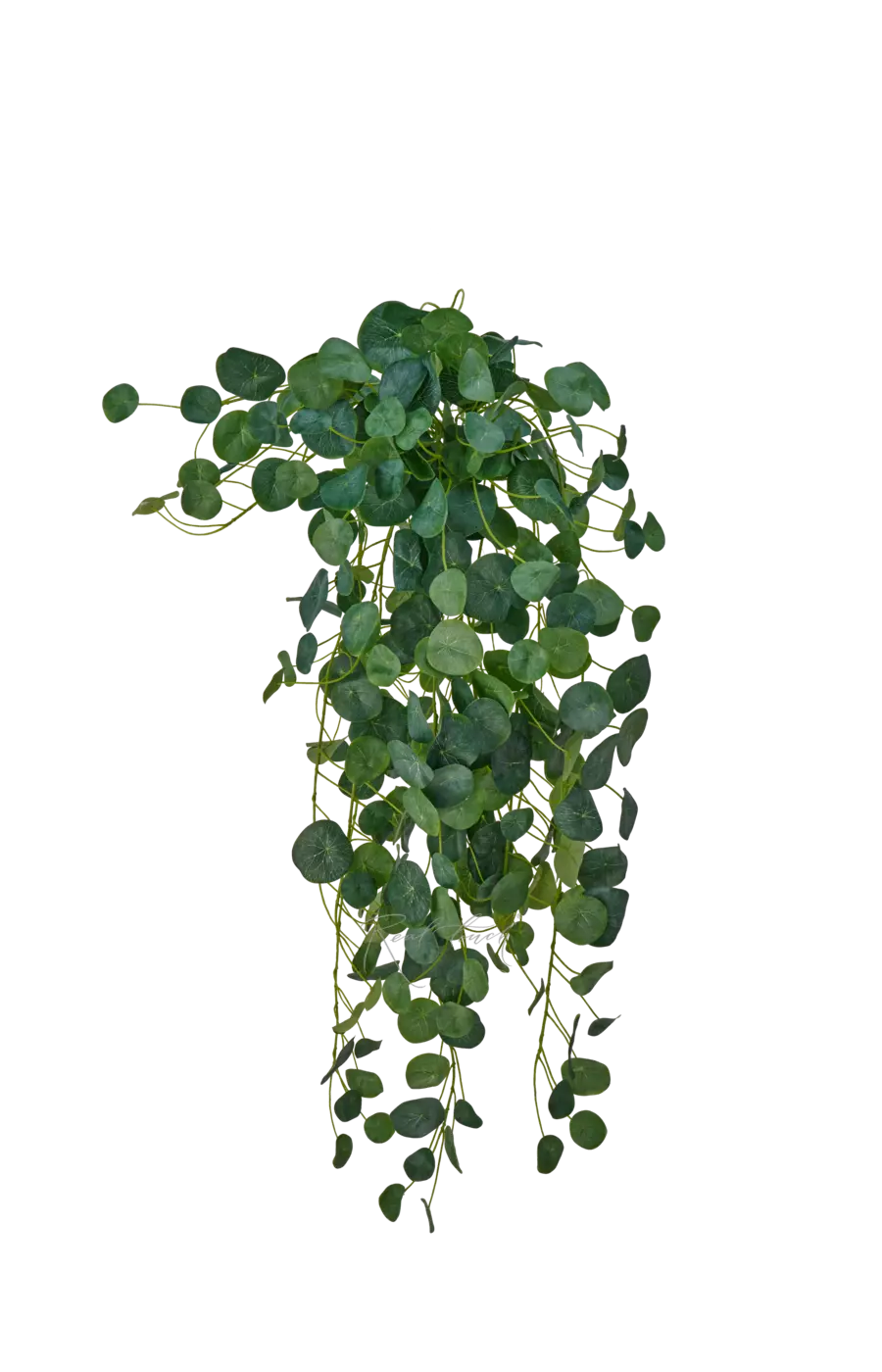 Пилея пеперомиевидная 100см - Зеленый