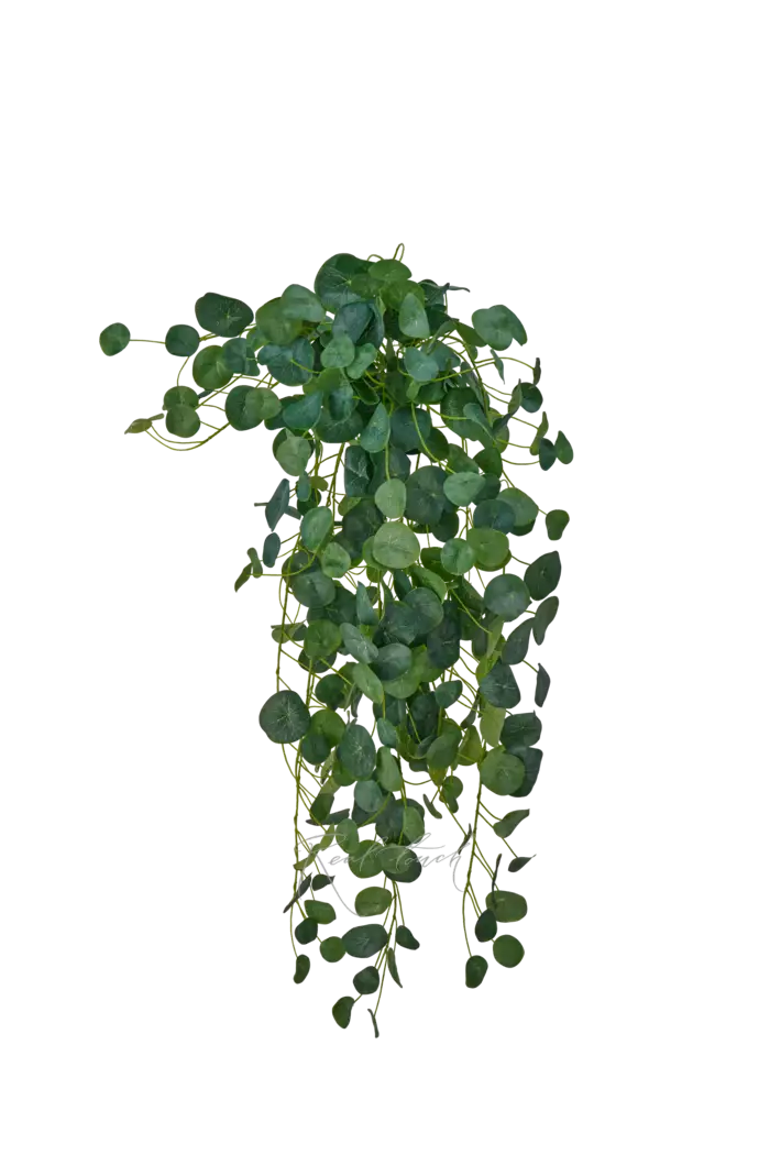 Пилея пеперомиевидная 100см - Зеленый Пилея пеперомиевидная 100см - Зеленый