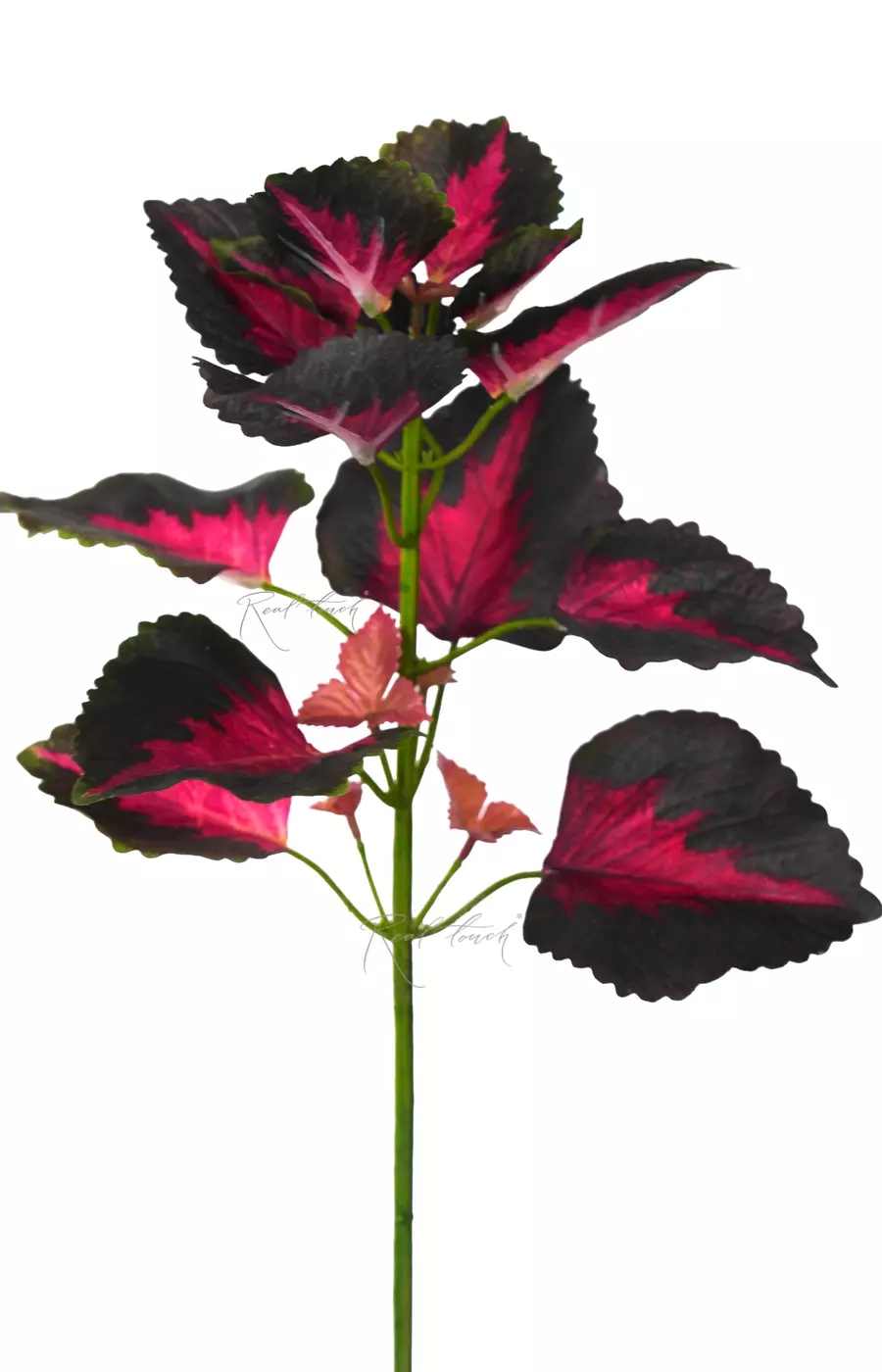 Колеус веточка 50см - Зелено-бордовый