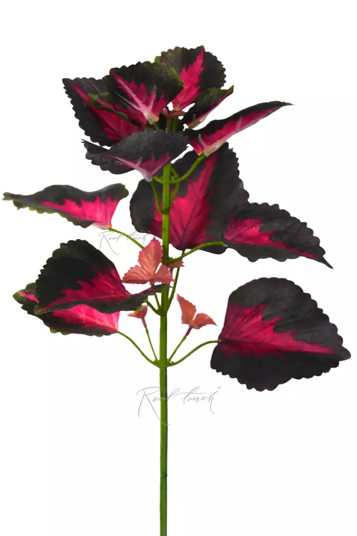 Колеус веточка 50см - Зелено-бордовый