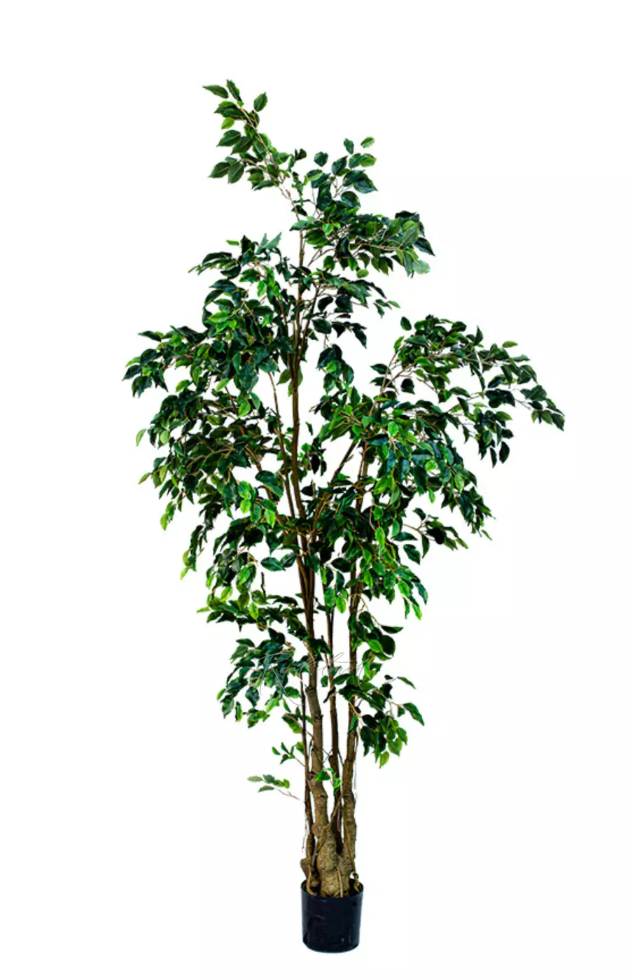 Фикус Бенджамина 150см - Зеленый Фикус Бенджамина 150см - Зеленый