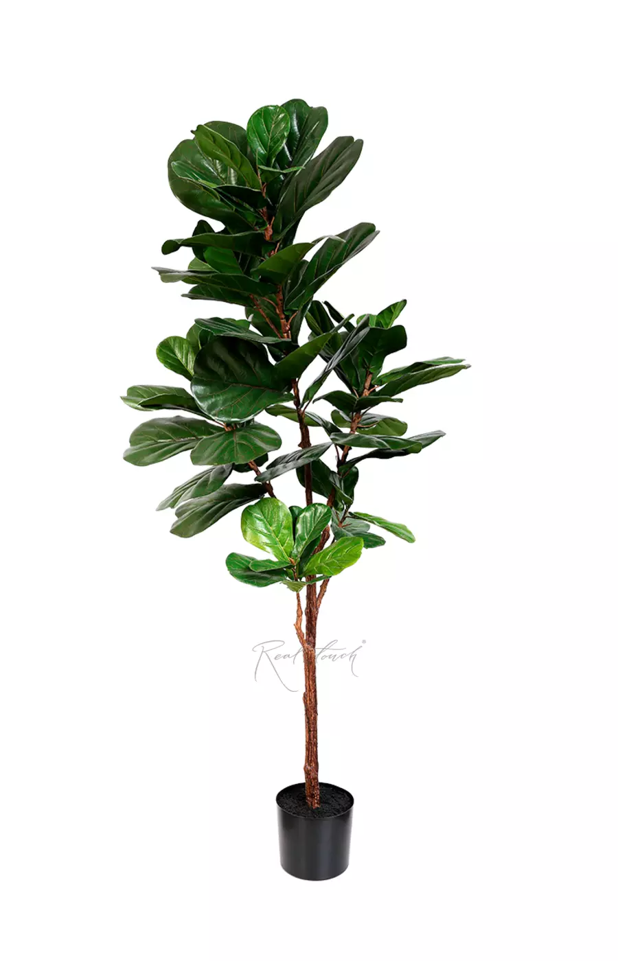 Фикус Лирата в кашпо 180см - Зеленый