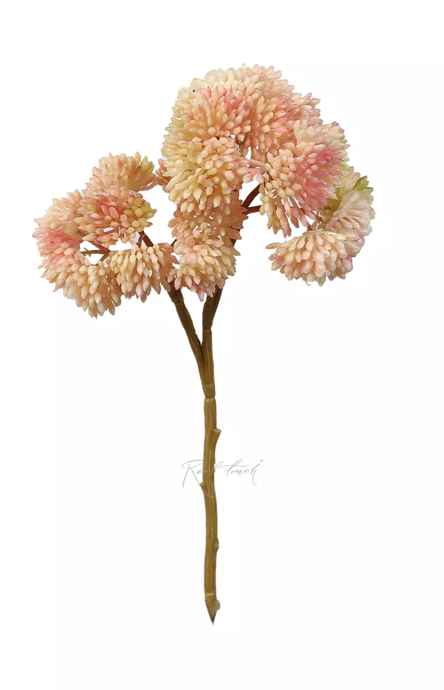 Седум малый - Розовый Седум малый - Розовый