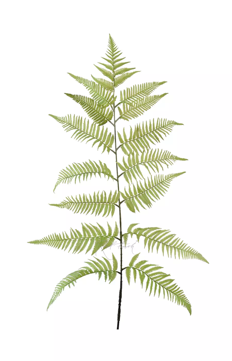 Ветка древовидного папоротника 160см - Зеленый