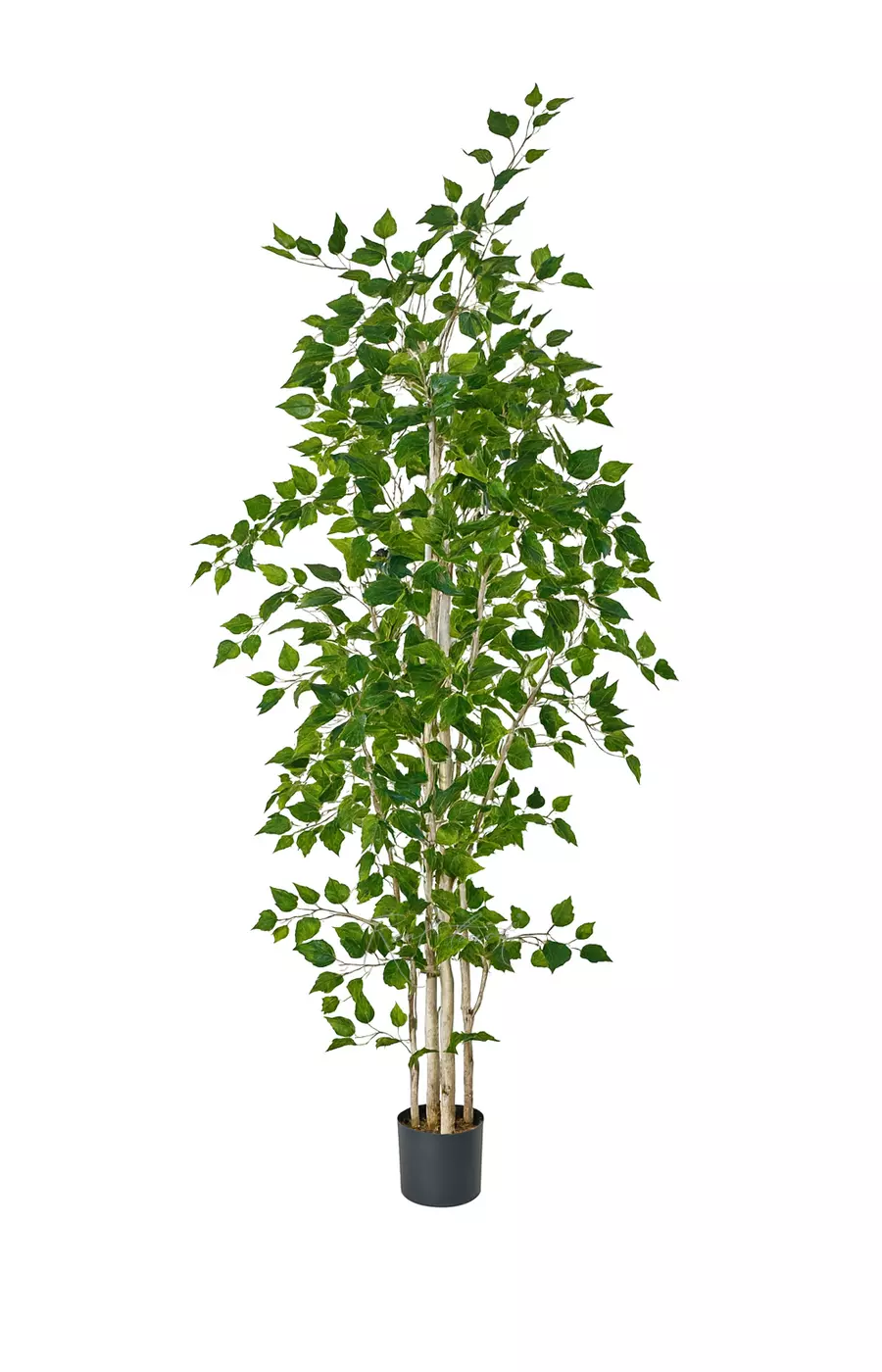 Береза 240см (тёмный ствол) - Зеленый