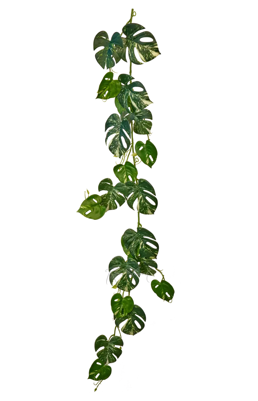 Монстера лиана - Бело-зеленый