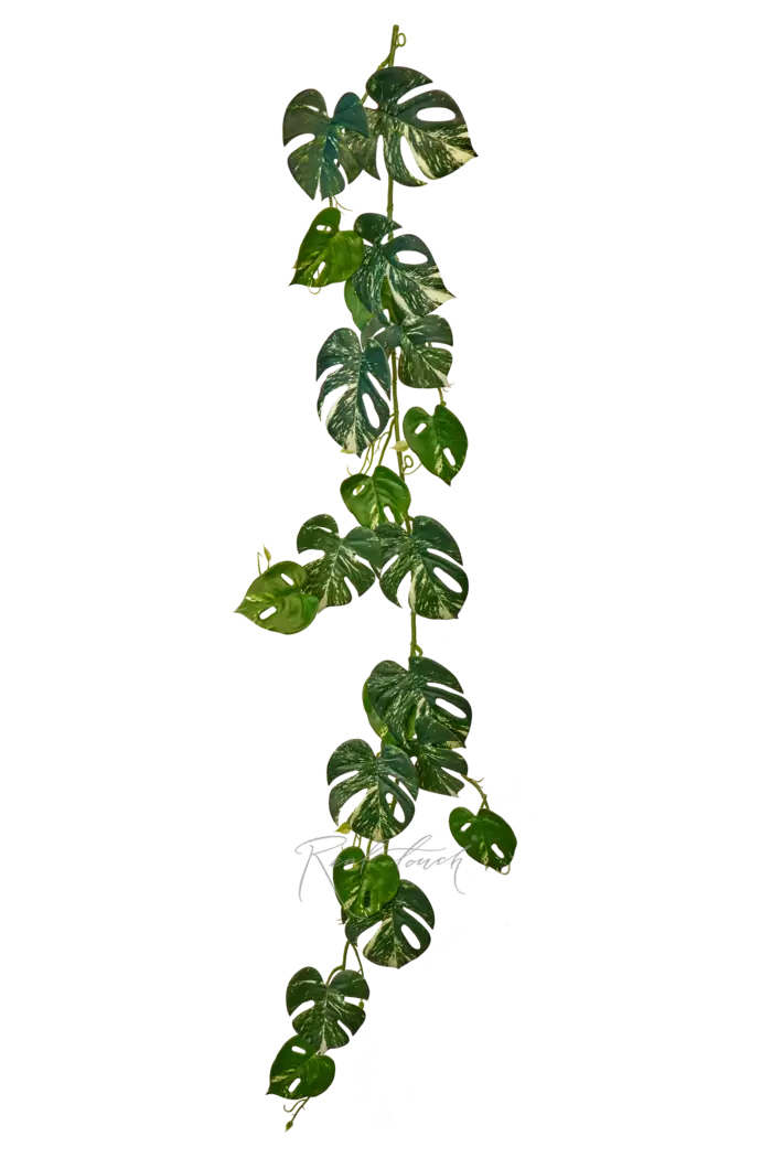 Монстера лиана - Бело-зеленый