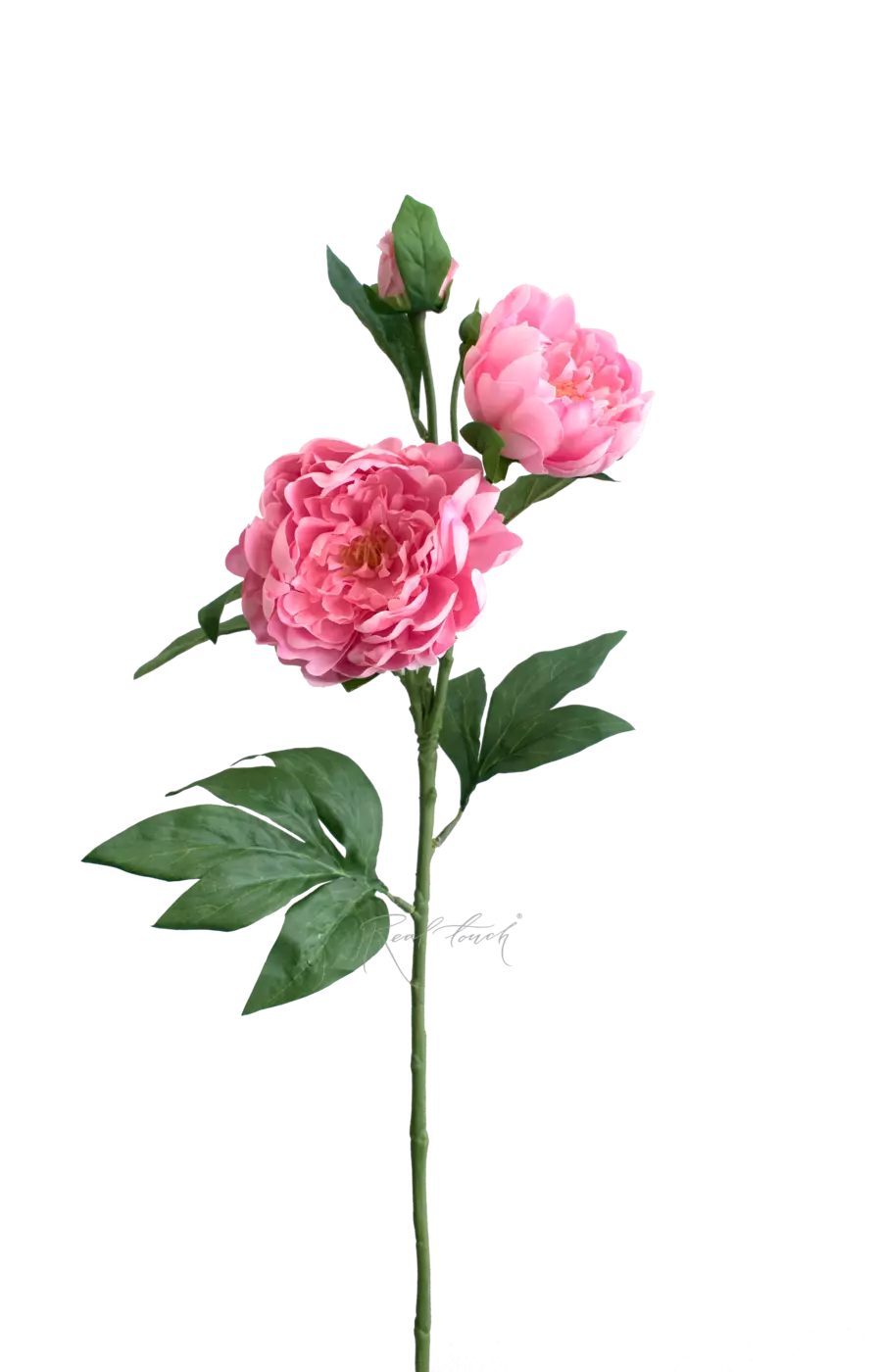 Пион древовидный (2 соцветия) - Светло-розовый