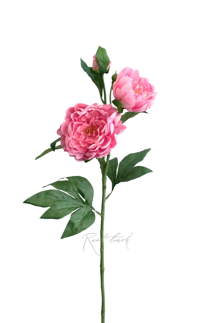 Пион древовидный (2 соцветия) - Светло-розовый Пион древовидный (2 соцветия) - Светло-розовый