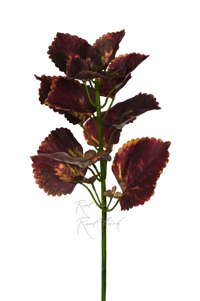 Колеус веточка 50см - Зелено-фиолетовый