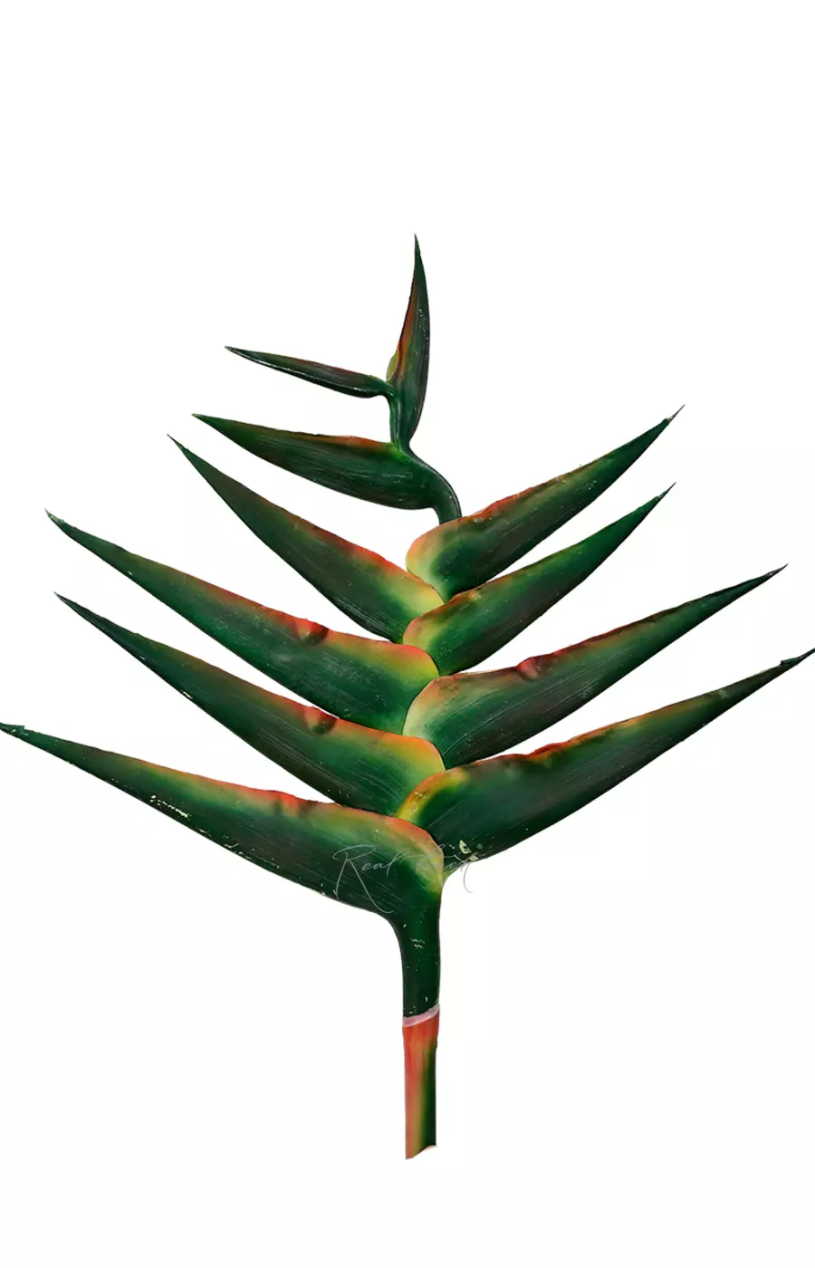 Равенала 125см - Зеленый