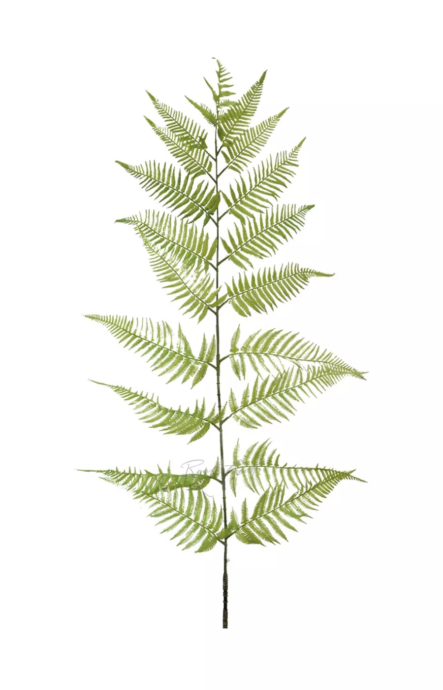 Ветка древовидного папоротника 180см - Зеленый