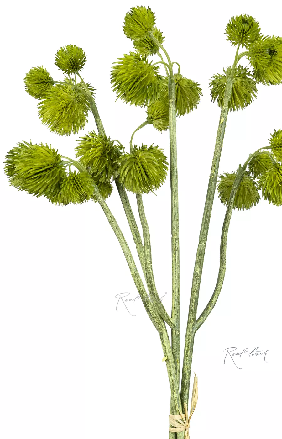 Гомфрена (пучок из 3шт)  - Зеленый