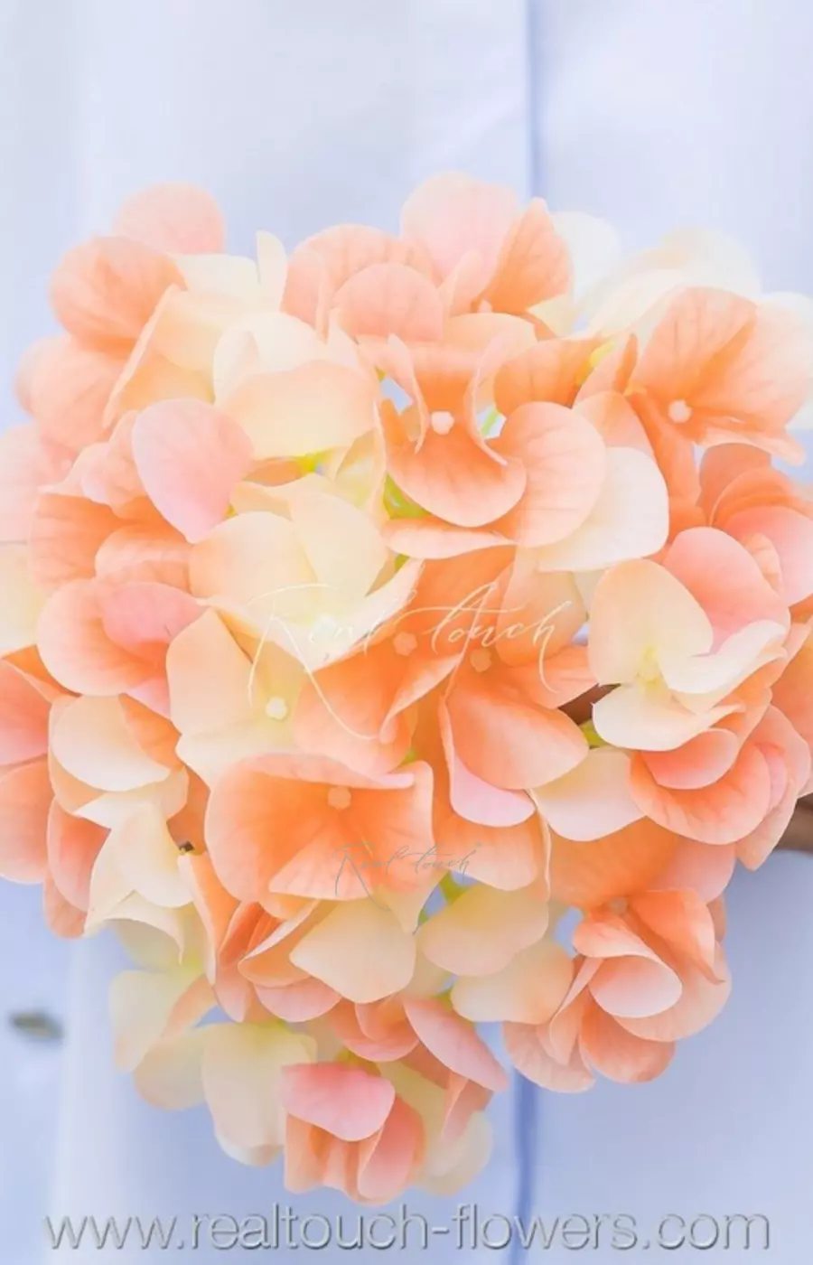 Гортензия соцветие (без стебля) - Персиковый