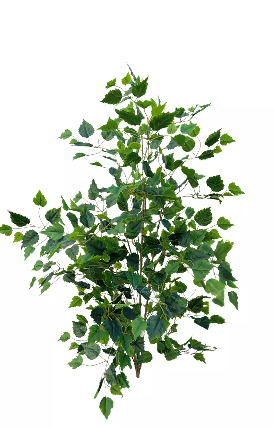 Береза 120см без кашпо (тёмный ствол) - Зеленый