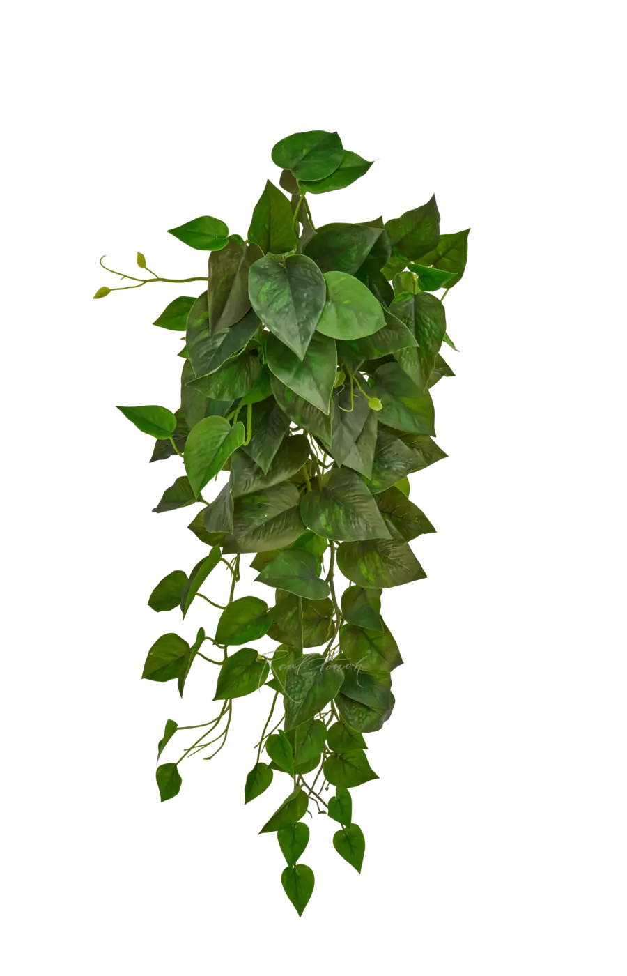 Сциндапсус Жаде Сатин - Зеленый