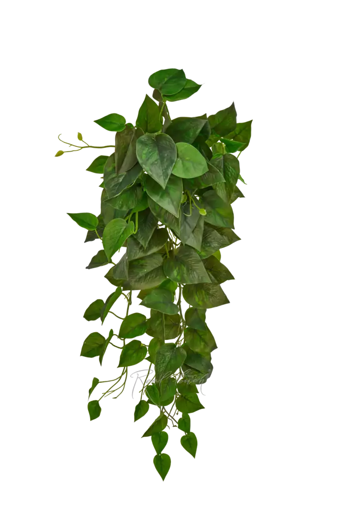 Сциндапсус Жаде Сатин - Зеленый