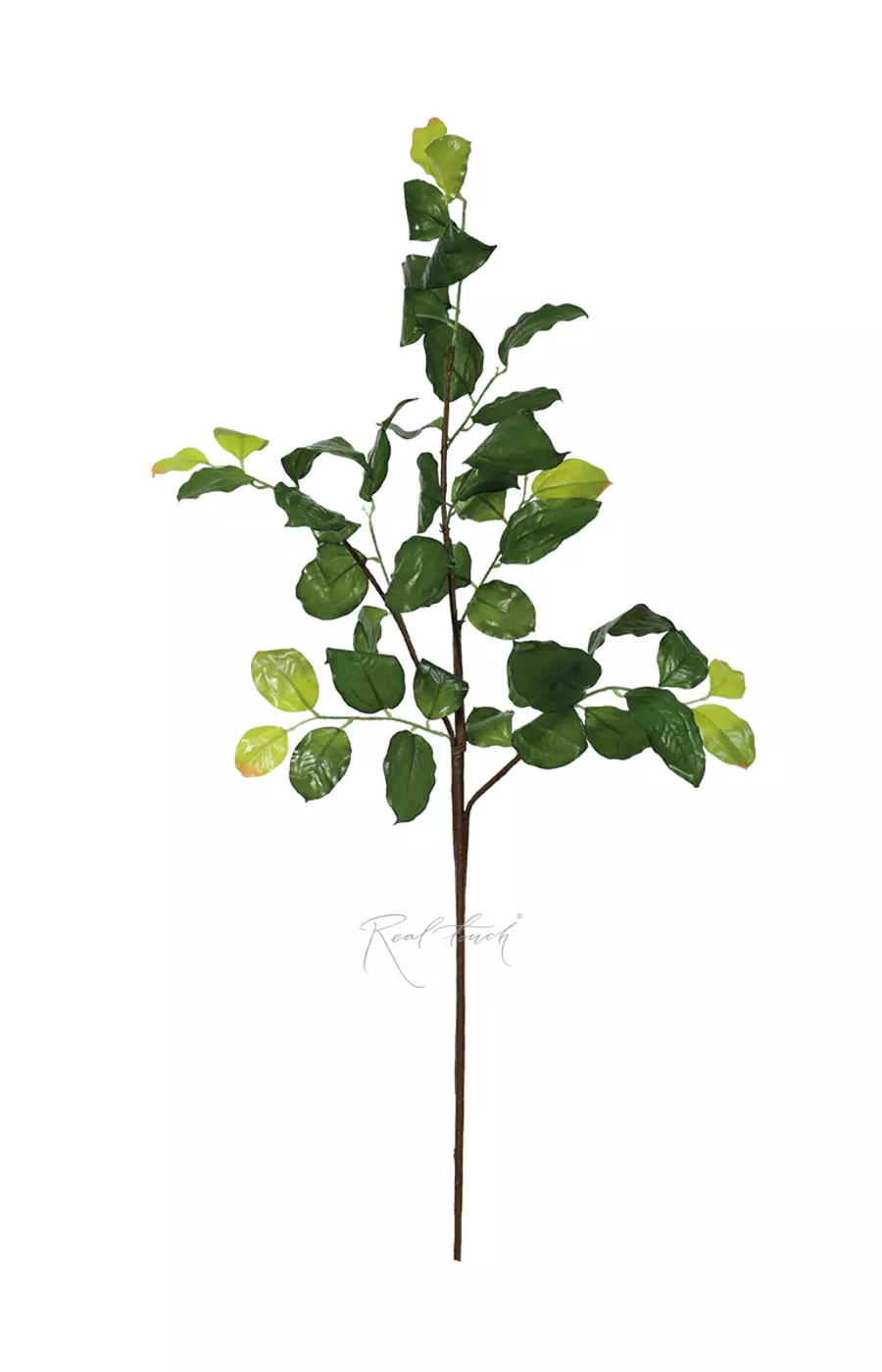 Ветка лимонника - Зеленый