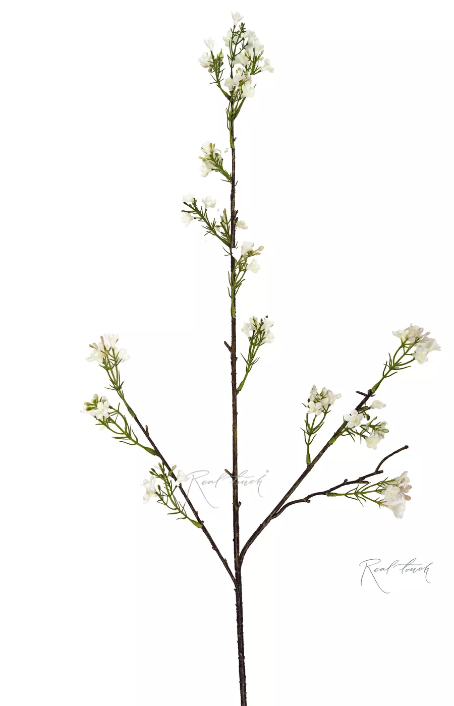 Веточка цветущей сливы - Белый Веточка цветущей сливы - Белый