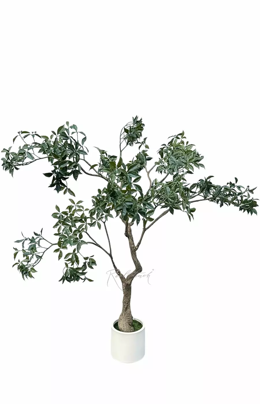 Фикус каучуковый в декоративном кашпо 150 см - Зеленый