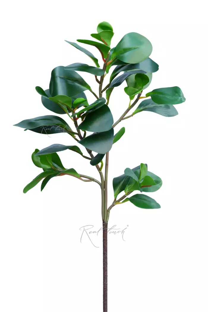 Пеперомия магнолиелистная (ветка) - Зеленый Пеперомия магнолиелистная (ветка) - Зеленый