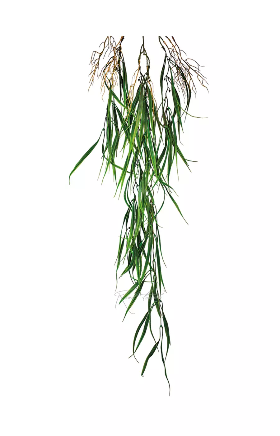 Ветка плакучей Ивы - Темно-зеленый Ветка плакучей Ивы - Темно-зеленый