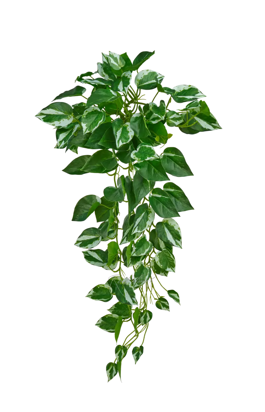 Сциндапсус Манжула - Бело-зеленый