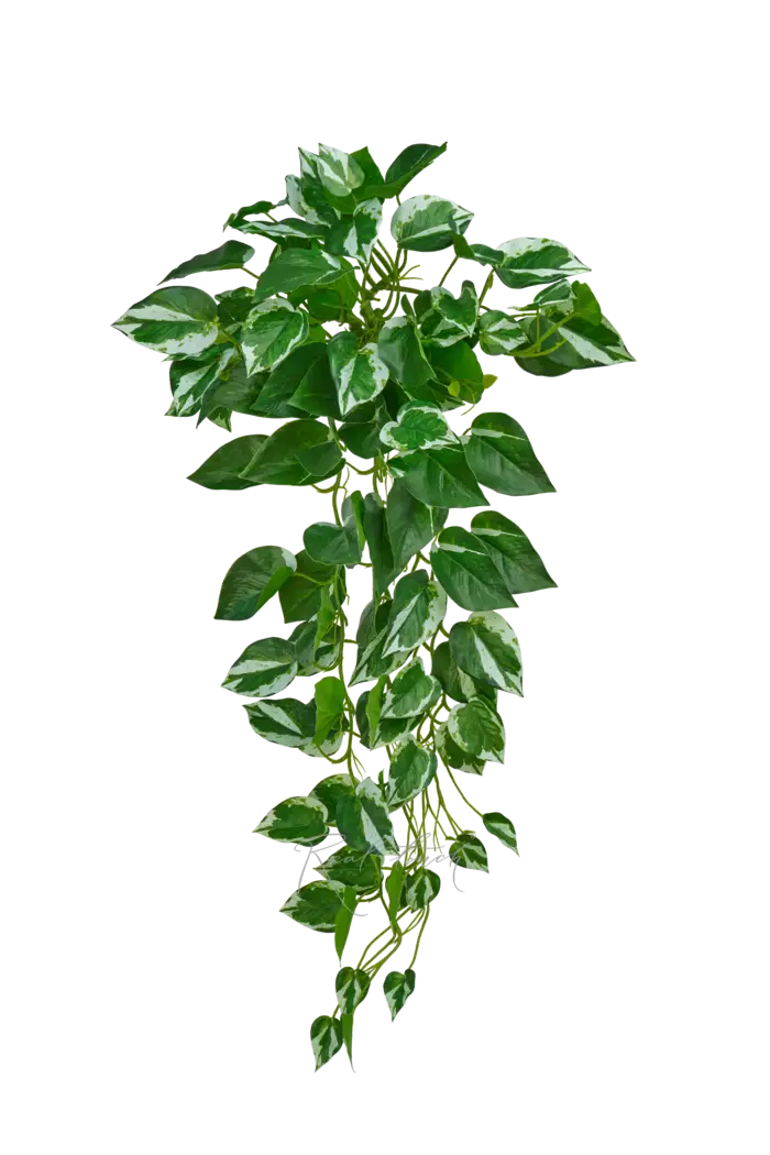 Сциндапсус Манжула - Бело-зеленый