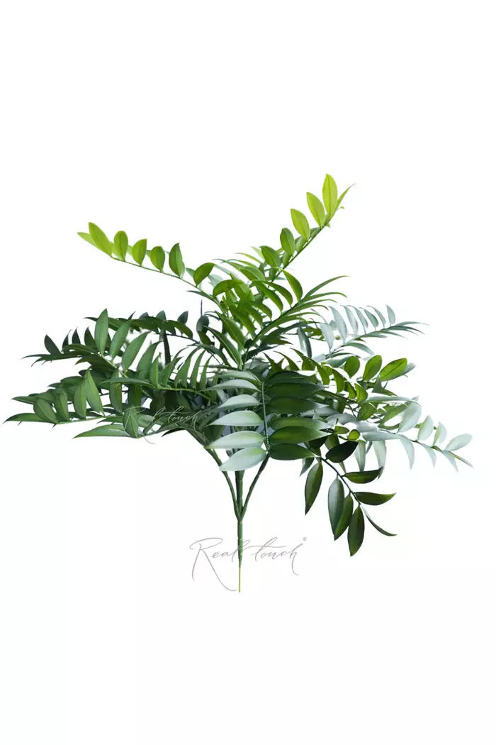 Куст Рускуса - Зеленый Куст Рускуса - Зеленый