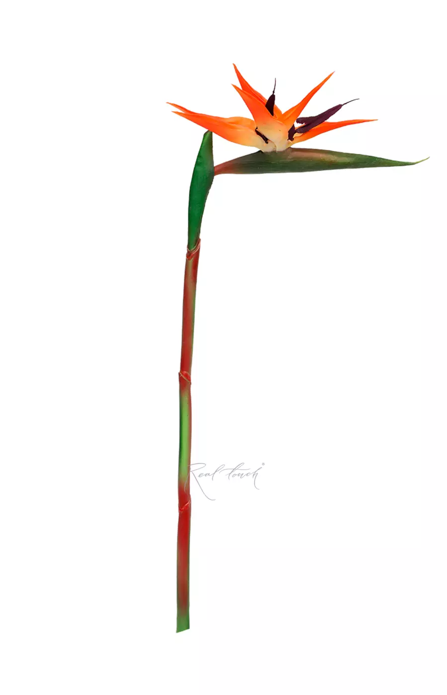 Стрелиция 100см - Желто-красный