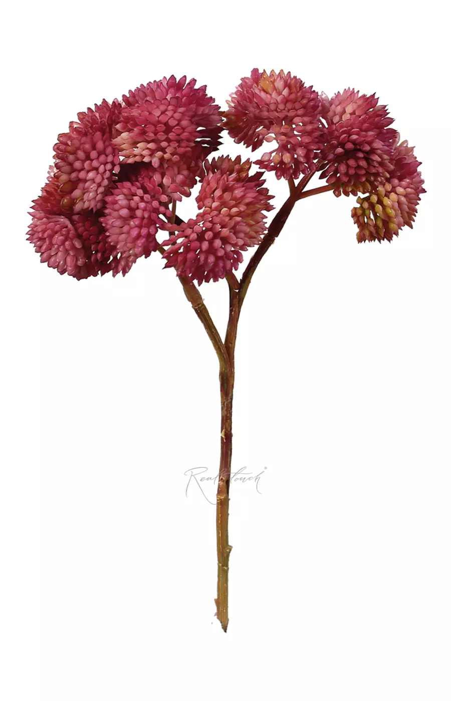 Седум малый - Розово-фиолетовый Седум малый - Розово-фиолетовый