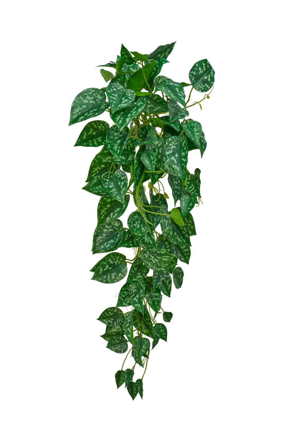 Сциндапсус Пиктус - Бело-зеленый