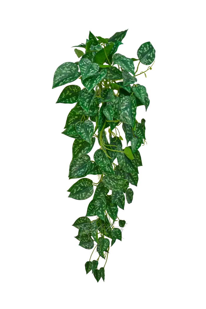 Сциндапсус Пиктус - Бело-зеленый