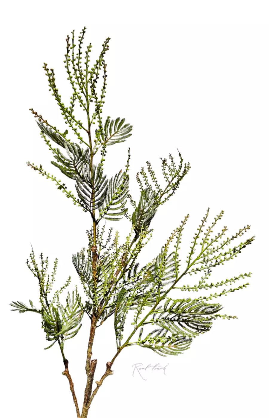 Мимоза 105 см - Зеленый Мимоза 105 см - Зеленый