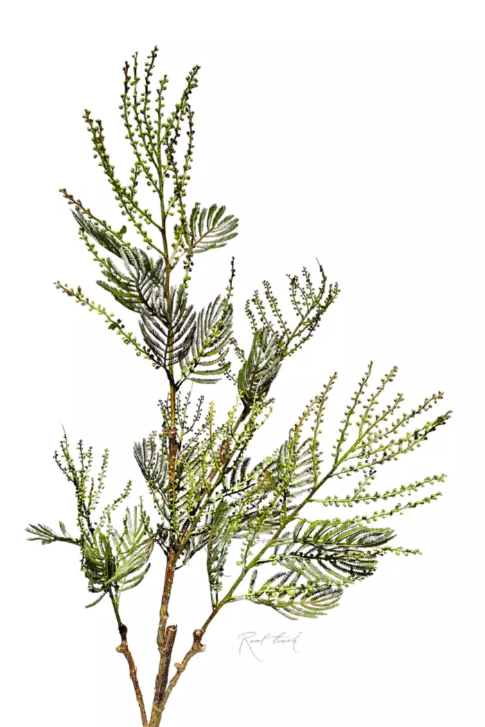 Мимоза 105 см - Зеленый Мимоза 105 см - Зеленый